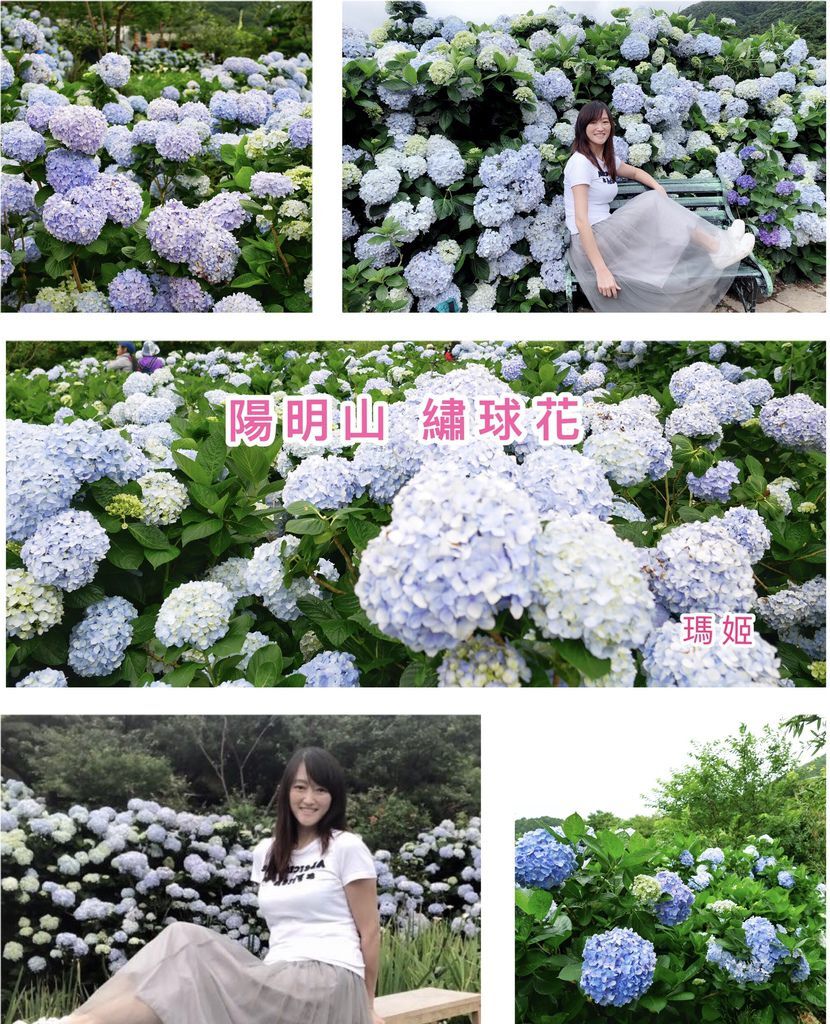 【陽明山竹子湖繡球花季】 竹子湖花與樹繡球花園,熱門打卡賞花推薦,一年一度藍紫色超美花海,交通,停車,門票＠瑪姬幸福過日子 @瑪姬幸福過日子