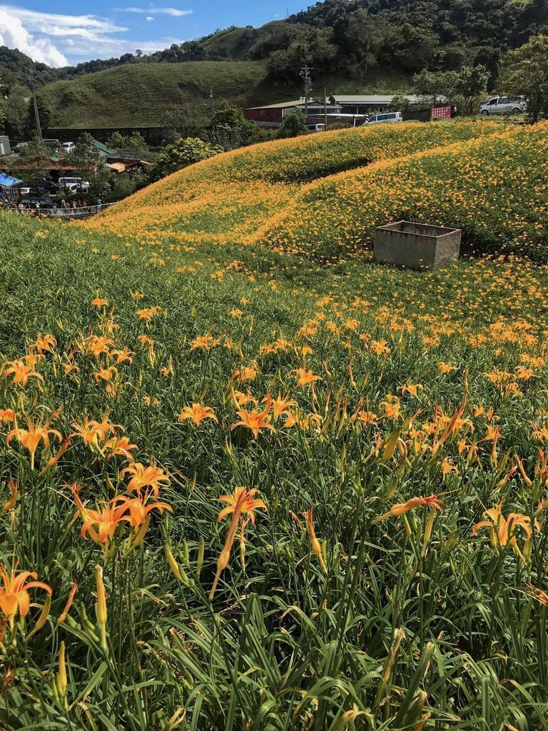 花蓮景點，六十石山金針花，花蓮金針花一日遊，花季，交通，免費景點，世界十大賞花景點之一＠瑪姬幸福過日子 @瑪姬幸福過日子