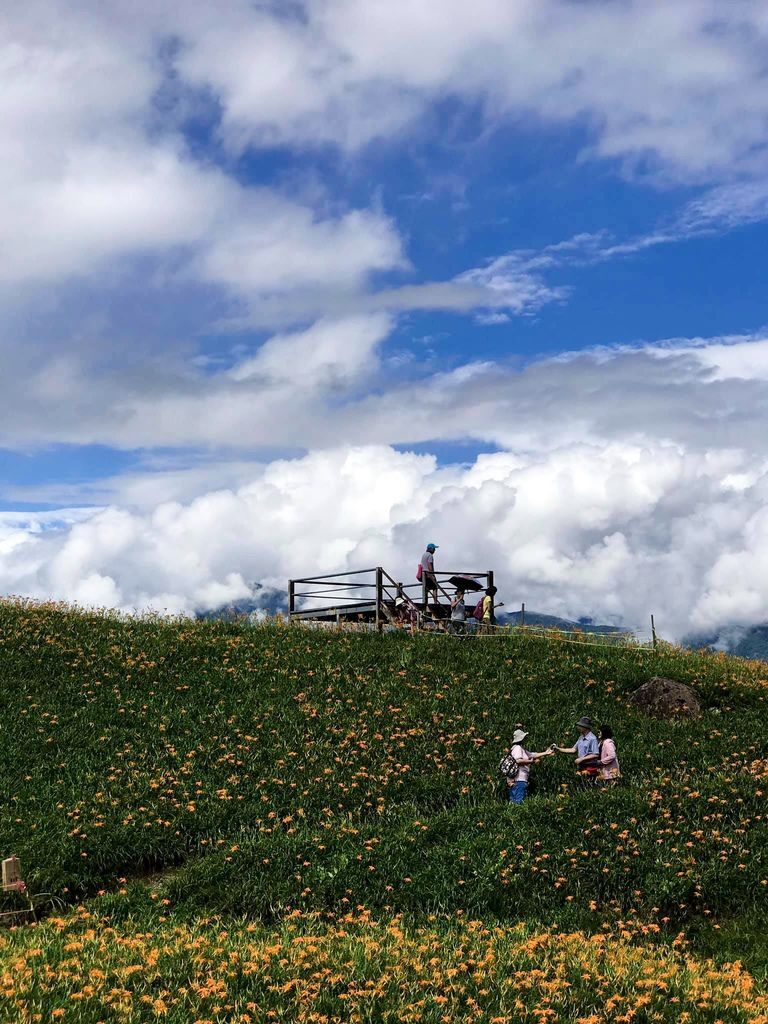 花蓮景點，六十石山金針花，花蓮金針花一日遊，花季，交通，免費景點，世界十大賞花景點之一＠瑪姬幸福過日子 @瑪姬幸福過日子