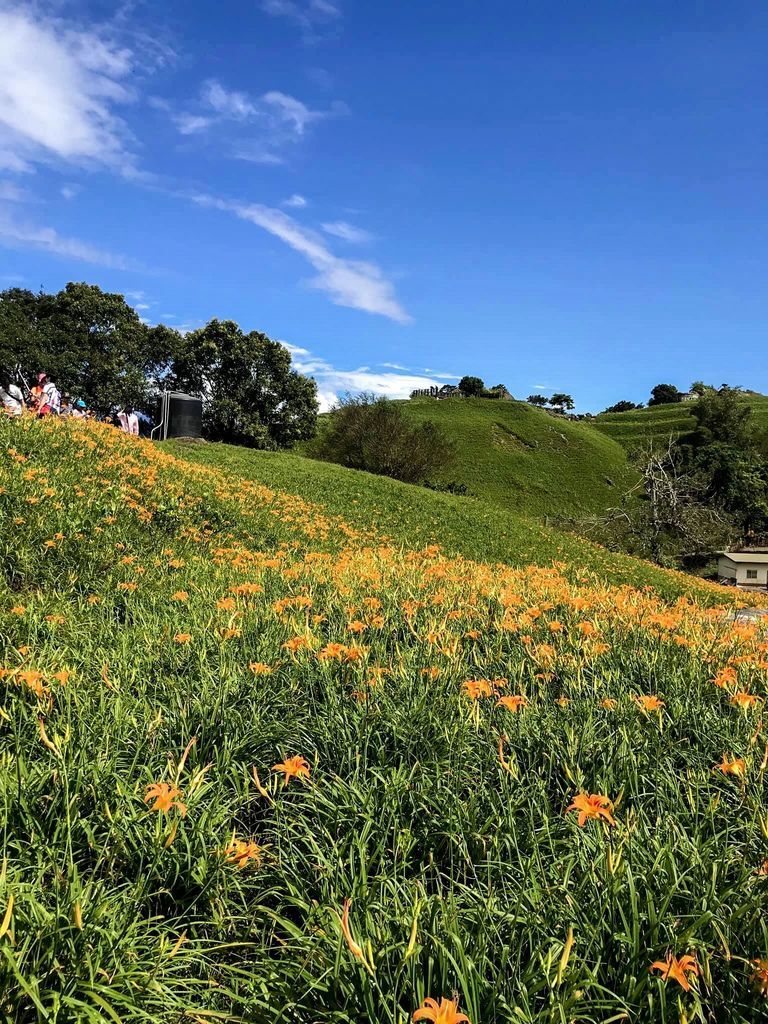 花蓮景點，六十石山金針花，花蓮金針花一日遊，花季，交通，免費景點，世界十大賞花景點之一＠瑪姬幸福過日子 @瑪姬幸福過日子