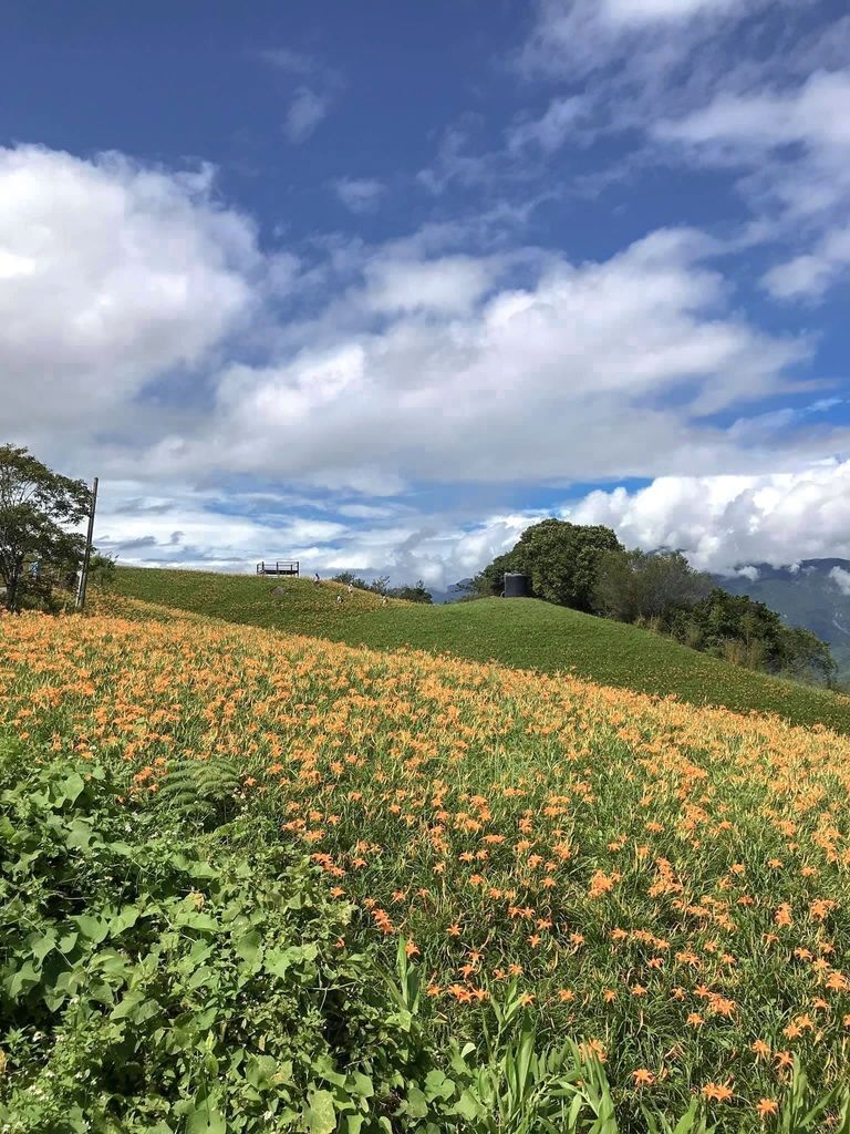 花蓮景點，六十石山金針花，花蓮金針花一日遊，花季，交通，免費景點，世界十大賞花景點之一＠瑪姬幸福過日子 @瑪姬幸福過日子