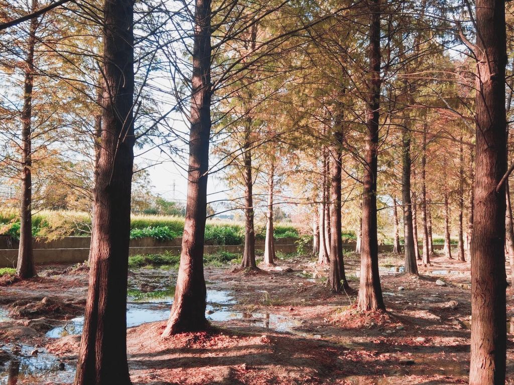 桃園南興落羽松（原八德落羽松森林)，桃園秘境，IG打卡景點，桃園免費景點＠瑪姬幸福過日子 @瑪姬幸福過日子