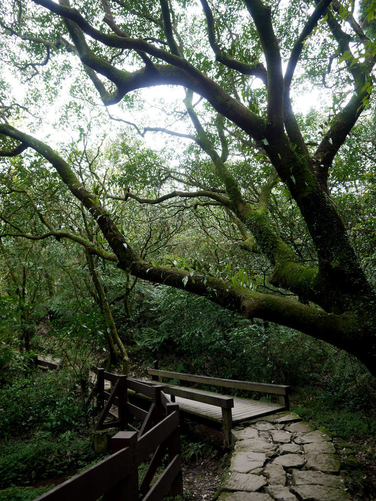 台北陽明山景點，冷水坑步道，菁山吊橋，生態池，牛奶湖，交通，停車，台北一日遊＠瑪姬幸福過日子 @瑪姬幸福過日子