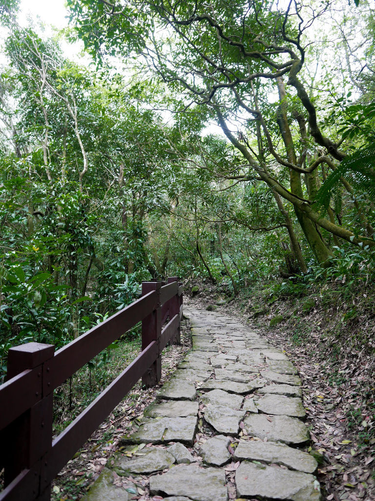 台北陽明山景點，冷水坑步道，菁山吊橋，生態池，牛奶湖，交通，停車，台北一日遊＠瑪姬幸福過日子 @瑪姬幸福過日子