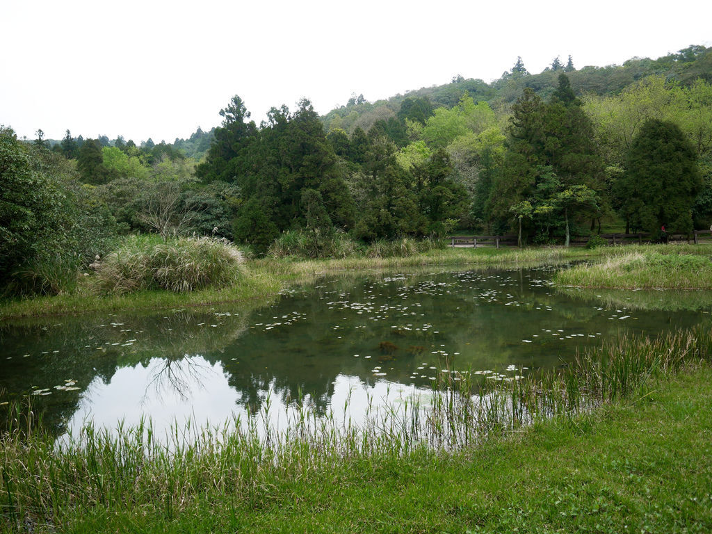 台北陽明山景點，冷水坑步道，菁山吊橋，生態池，牛奶湖，交通，停車，台北一日遊＠瑪姬幸福過日子 @瑪姬幸福過日子