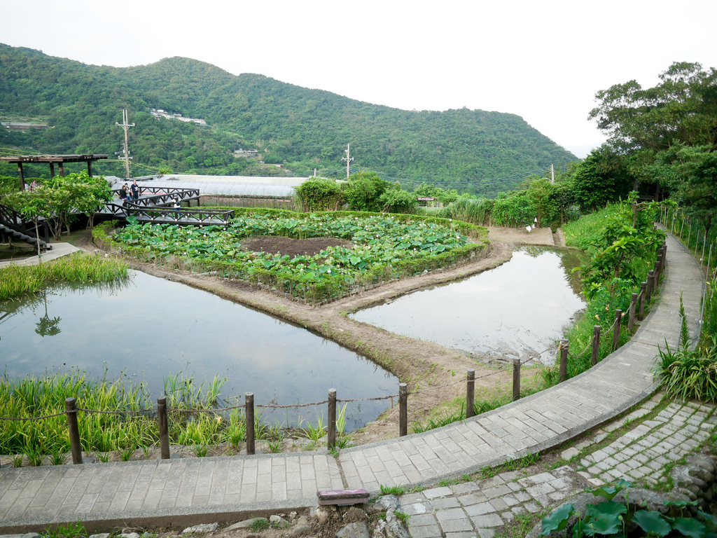 台北內湖景點｜白石湖吊橋一日遊，草莓園，同心池，夫妻樹，白石湖休閒園區步道，交通 @瑪姬幸福過日子