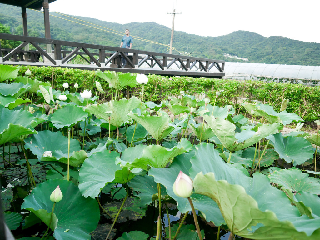 台北內湖景點｜白石湖吊橋一日遊，草莓園，同心池，夫妻樹，白石湖休閒園區步道，交通 @瑪姬幸福過日子