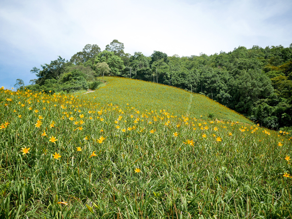 台東景點｜台東最新金針花秘境，知本天山農場，整片黃橙色花海超療癒，交通導航 @瑪姬幸福過日子