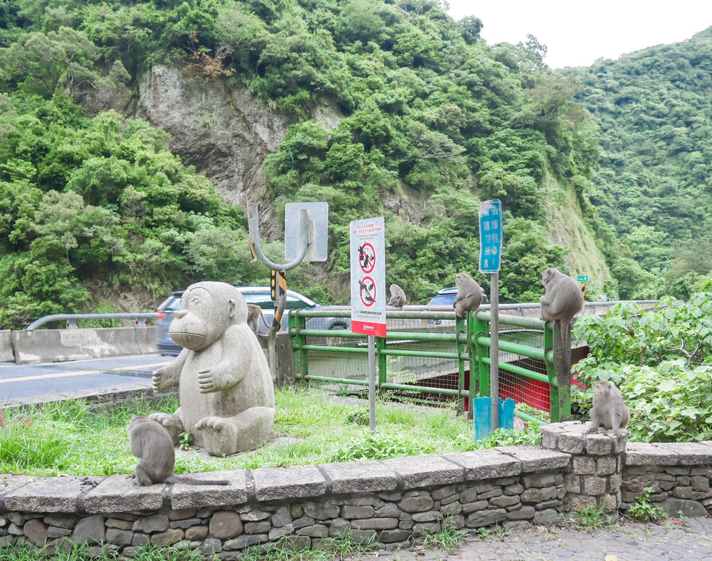 台東景點｜泰源幽谷，登仙橋休憩區，台東東河鄉，台灣獼猴樂園，世外桃源 @瑪姬幸福過日子