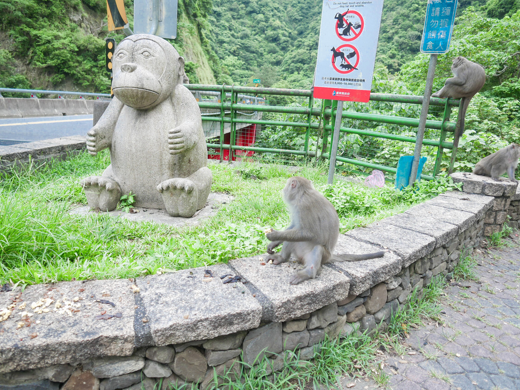 台東景點｜泰源幽谷，登仙橋休憩區，台東東河鄉，台灣獼猴樂園，世外桃源 @瑪姬幸福過日子