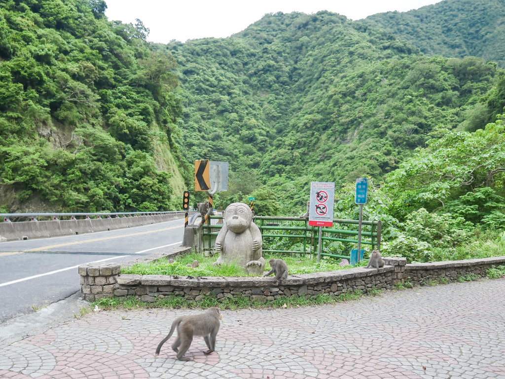 台東景點｜泰源幽谷，登仙橋休憩區，台東東河鄉，台灣獼猴樂園，世外桃源 @瑪姬幸福過日子