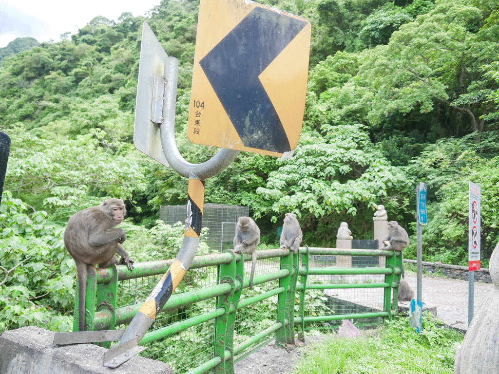 台東景點｜泰源幽谷，登仙橋休憩區，台東東河鄉，台灣獼猴樂園，世外桃源 @瑪姬幸福過日子