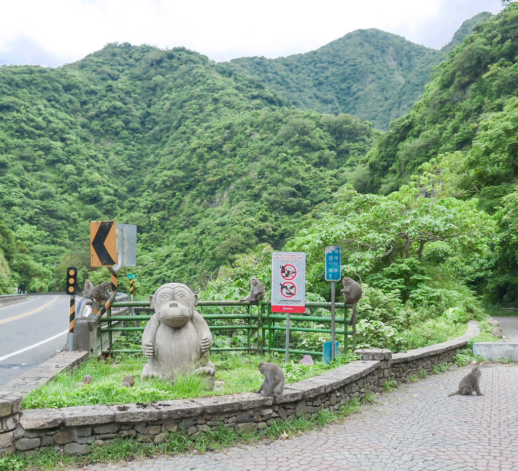 台東景點｜泰源幽谷，登仙橋休憩區，台東東河鄉，台灣獼猴樂園，世外桃源 @瑪姬幸福過日子