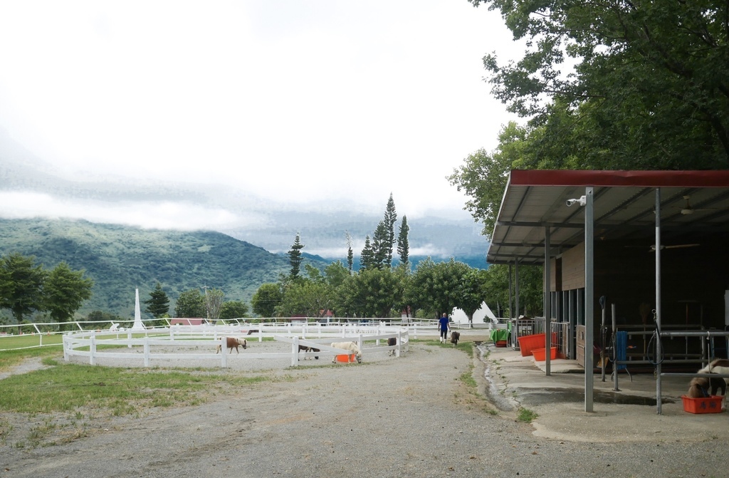 台東景點｜初鹿牧場，全台最大坡地牧場，餵羊吃草，騎馬，滑草，還有超級好吃的鮮奶，霜淇淋，台東親子景點 @瑪姬幸福過日子