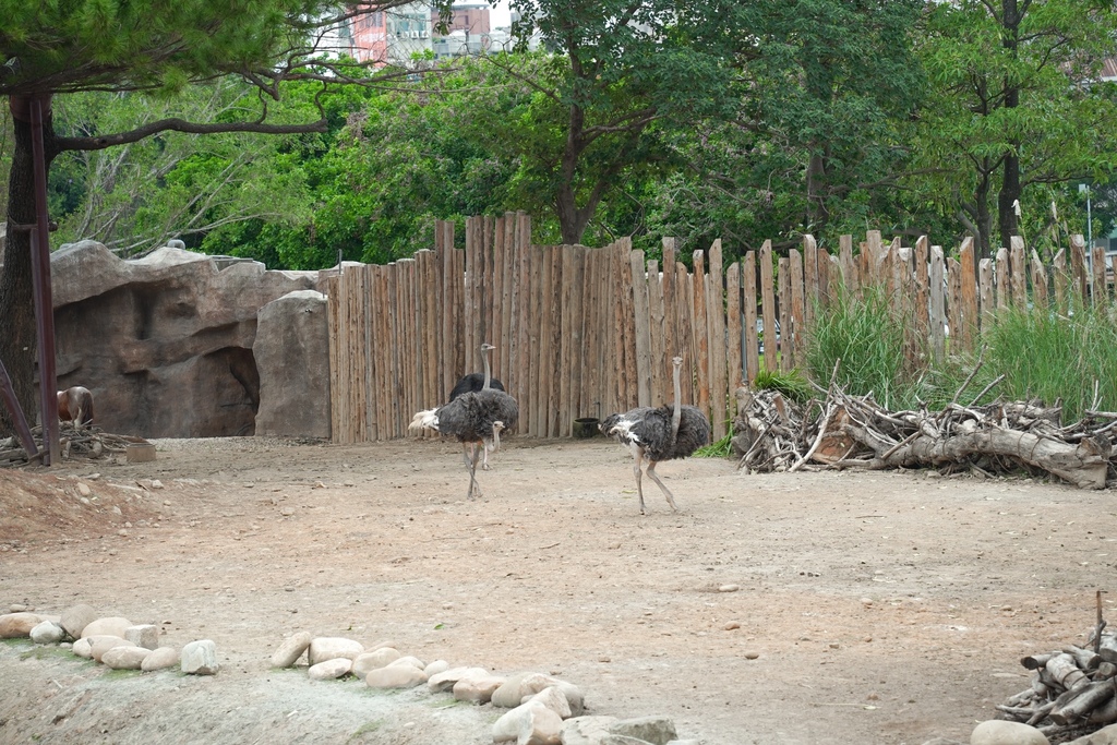 【新竹 景點 】 新竹動物園，看動物＋拍IG網美照，來看孟加拉虎，河馬樂樂，交通，門票資訊＠瑪姬幸福過日子 @瑪姬幸福過日子