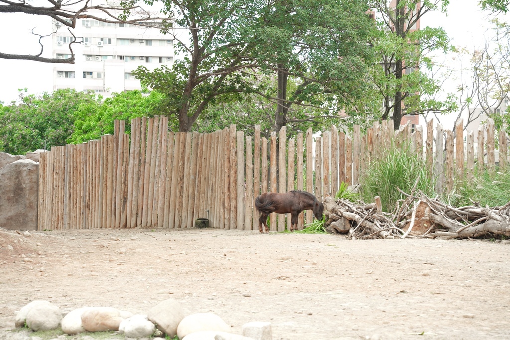 【新竹 景點 】 新竹動物園，看動物＋拍IG網美照，來看孟加拉虎，河馬樂樂，交通，門票資訊＠瑪姬幸福過日子 @瑪姬幸福過日子