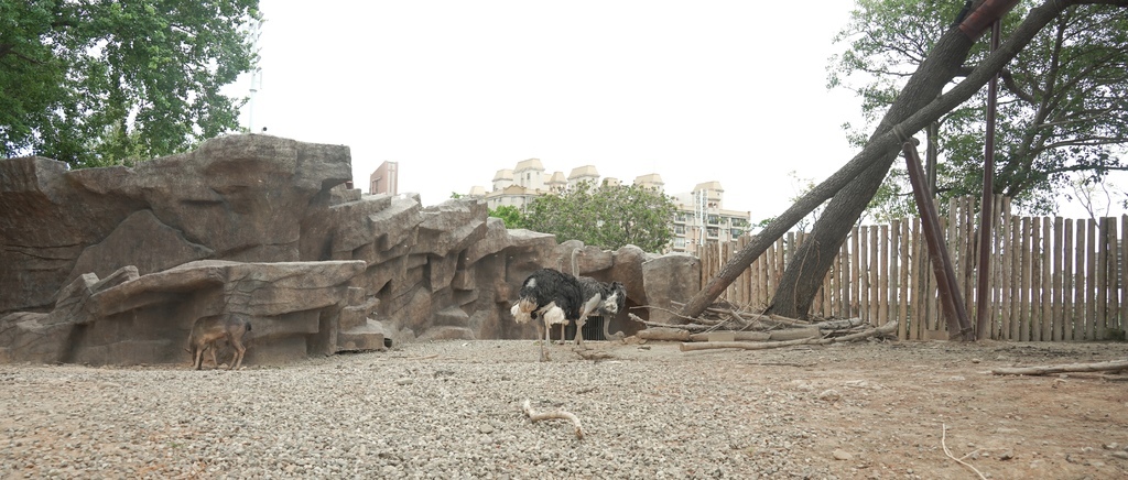 【新竹 景點 】 新竹動物園，看動物＋拍IG網美照，來看孟加拉虎，河馬樂樂，交通，門票資訊＠瑪姬幸福過日子 @瑪姬幸福過日子