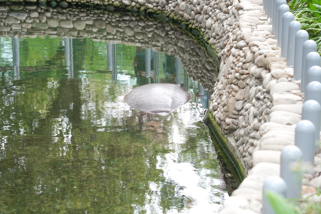 【新竹 景點 】 新竹動物園，看動物＋拍IG網美照，來看孟加拉虎，河馬樂樂，交通，門票資訊＠瑪姬幸福過日子 @瑪姬幸福過日子