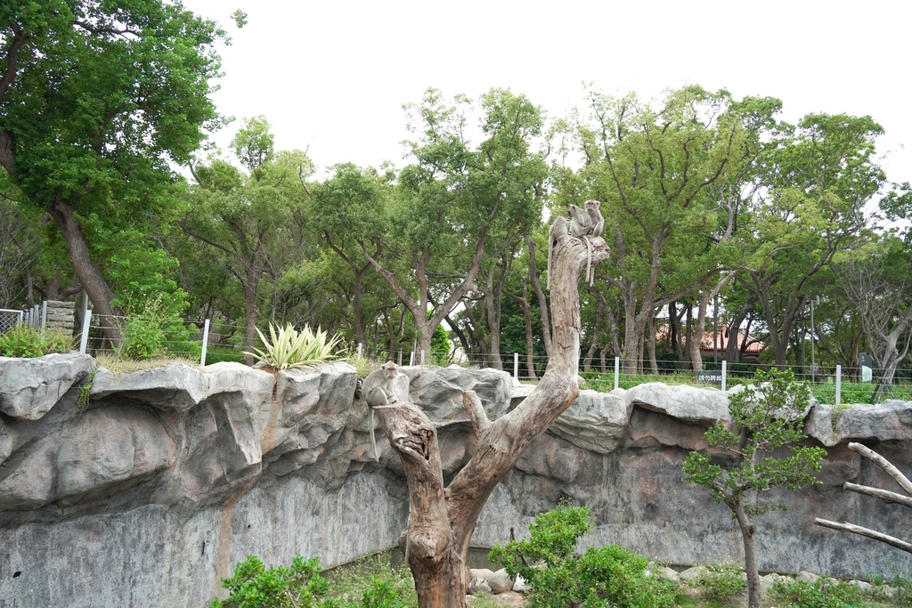 【新竹 景點 】 新竹動物園，看動物＋拍IG網美照，來看孟加拉虎，河馬樂樂，交通，門票資訊＠瑪姬幸福過日子 @瑪姬幸福過日子