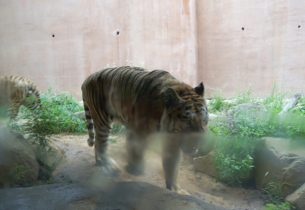 【新竹 景點 】 新竹動物園，看動物＋拍IG網美照，來看孟加拉虎，河馬樂樂，交通，門票資訊＠瑪姬幸福過日子 @瑪姬幸福過日子