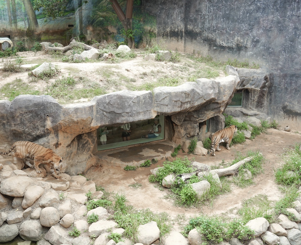 【新竹 景點 】 新竹動物園，看動物＋拍IG網美照，來看孟加拉虎，河馬樂樂，交通，門票資訊＠瑪姬幸福過日子 @瑪姬幸福過日子