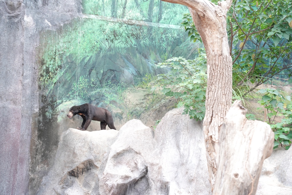 【新竹 景點 】 新竹動物園，看動物＋拍IG網美照，來看孟加拉虎，河馬樂樂，交通，門票資訊＠瑪姬幸福過日子 @瑪姬幸福過日子