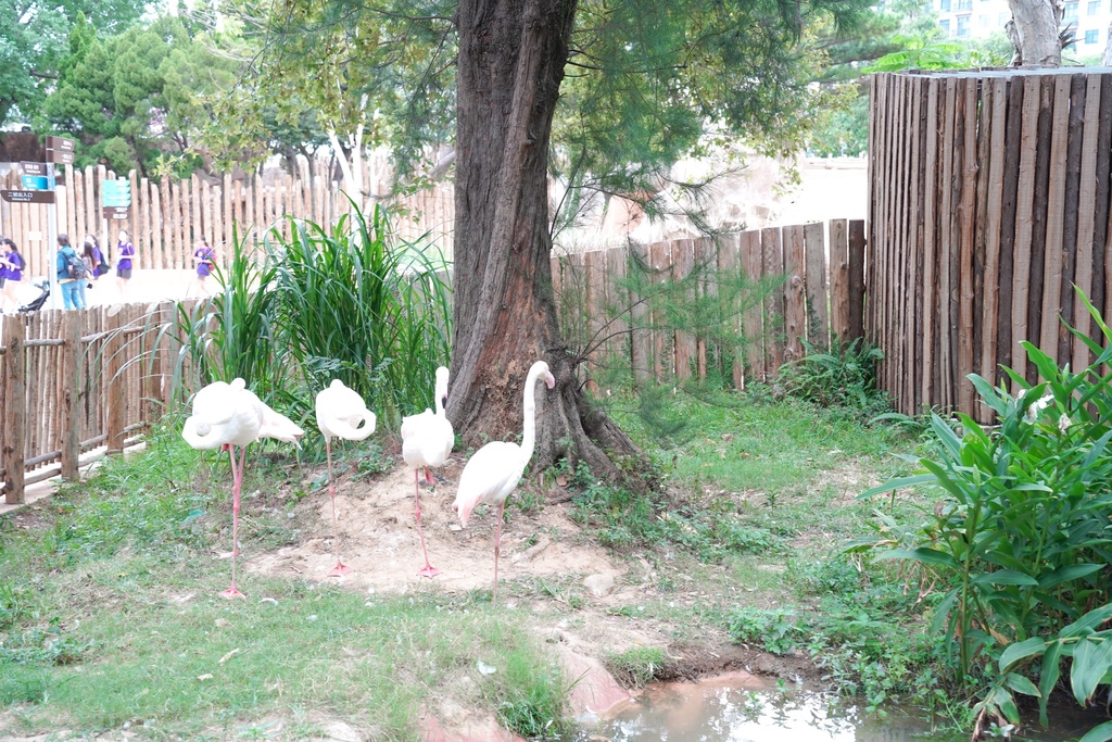 【新竹 景點 】 新竹動物園，看動物＋拍IG網美照，來看孟加拉虎，河馬樂樂，交通，門票資訊＠瑪姬幸福過日子 @瑪姬幸福過日子