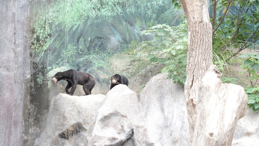 【新竹 景點 】 新竹動物園，看動物＋拍IG網美照，來看孟加拉虎，河馬樂樂，交通，門票資訊＠瑪姬幸福過日子 @瑪姬幸福過日子