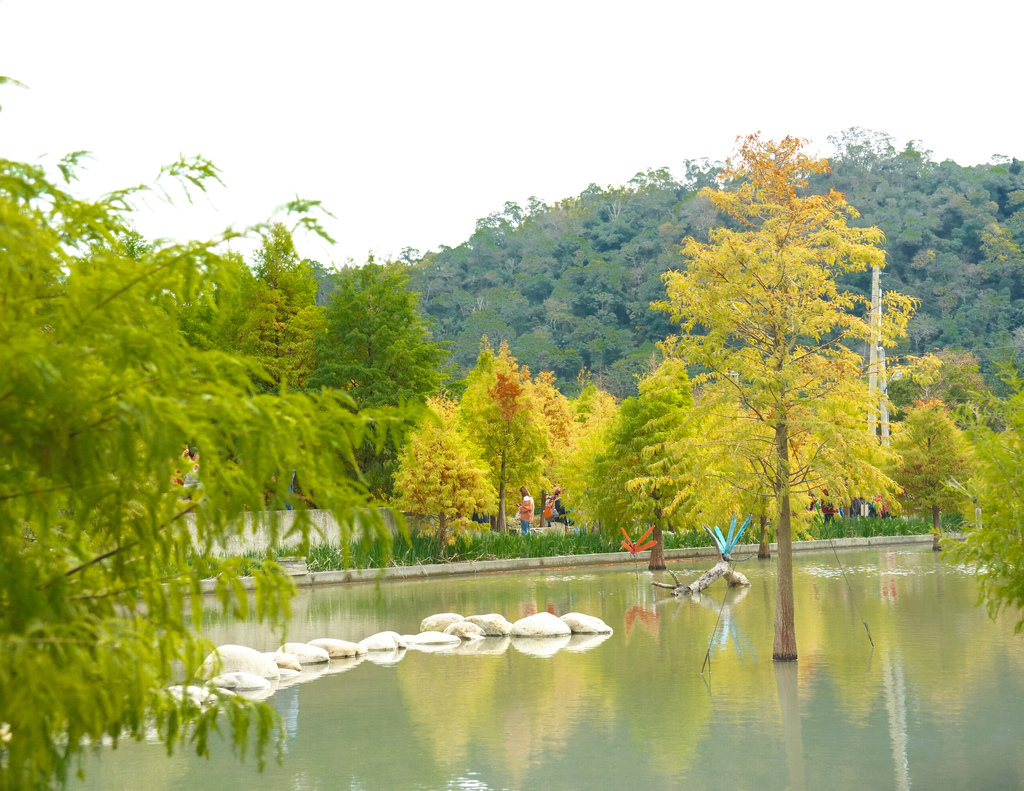 台中后里景點｜泰安落羽松秘境，泰安國小旁，泰安羽粼落羽松，美的像一幅畫，內有交通門票詳細資訊喔！ @瑪姬幸福過日子