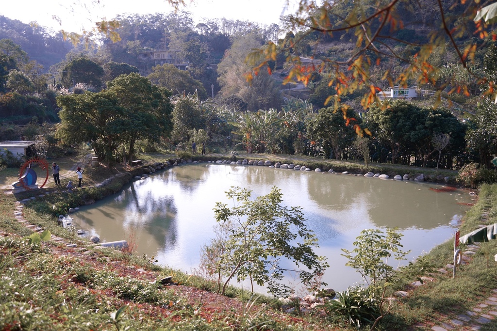 新竹北埔景點｜大湖六塘石柿餅落羽松，新竹糖果色落羽松還有鏡面倒影超級美的，熱門IG卡景點。 @瑪姬幸福過日子