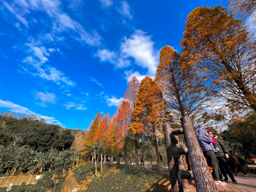 新竹北埔景點｜大湖六塘石柿餅落羽松，新竹糖果色落羽松還有鏡面倒影超級美的，熱門IG卡景點。 @瑪姬幸福過日子