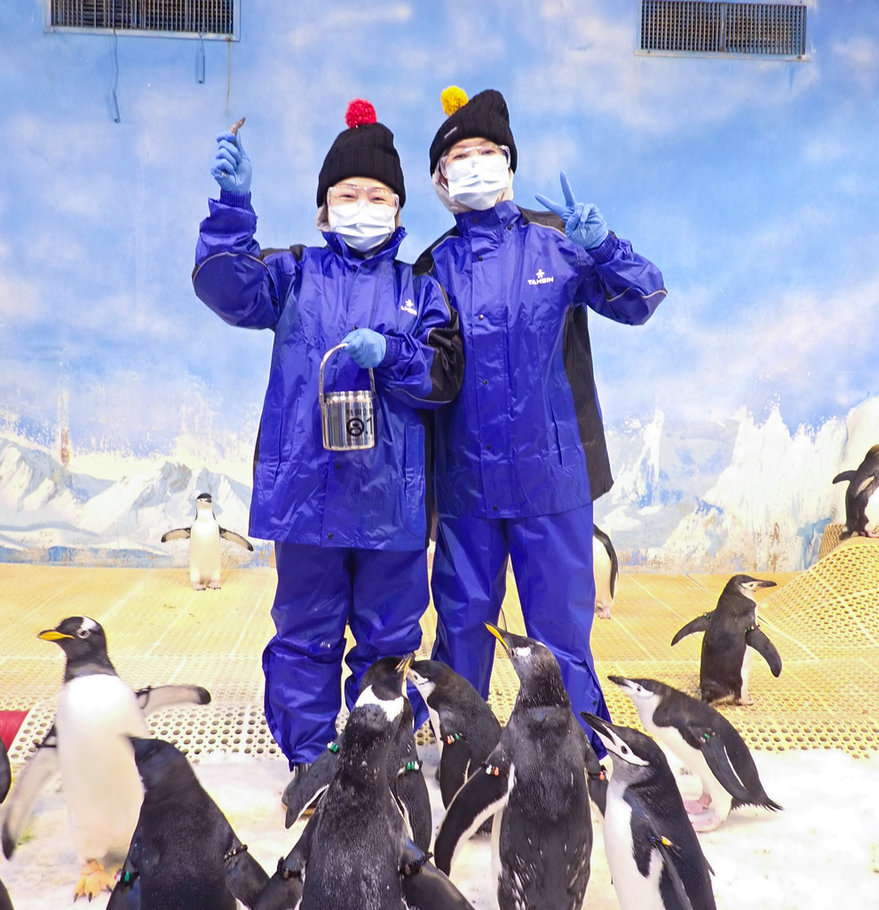 屏東墾丁｜屏東海生館餵企鵝體驗，全台唯一近距離與上百隻企鵝接觸， 一生必遊一次秒飛南極餵企鵝永生難忘，詳細介紹資訊解說！ @瑪姬幸福過日子