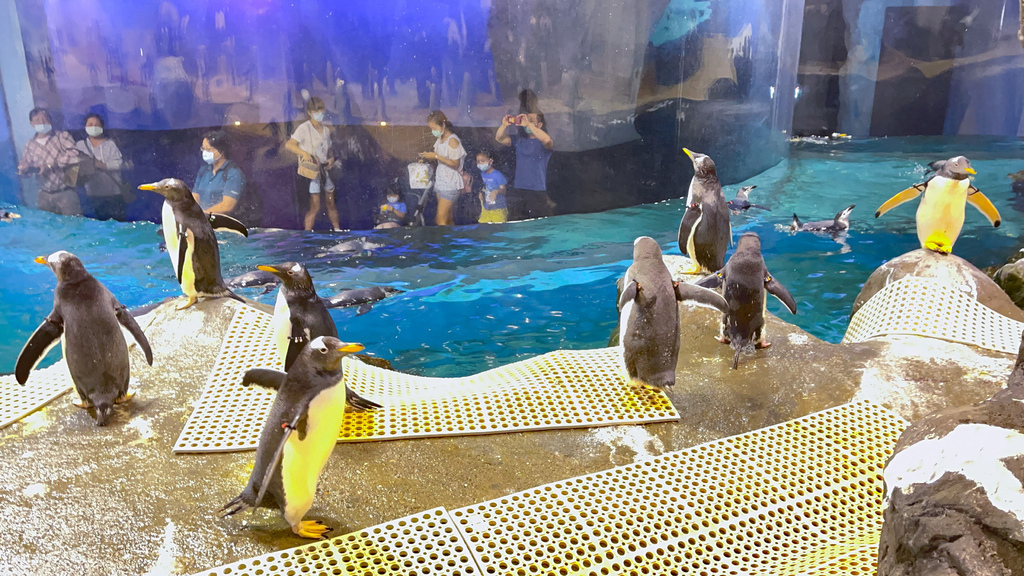 屏東墾丁｜屏東海生館餵企鵝體驗，全台唯一近距離與上百隻企鵝接觸， 一生必遊一次秒飛南極餵企鵝永生難忘，詳細介紹資訊解說！ @瑪姬幸福過日子