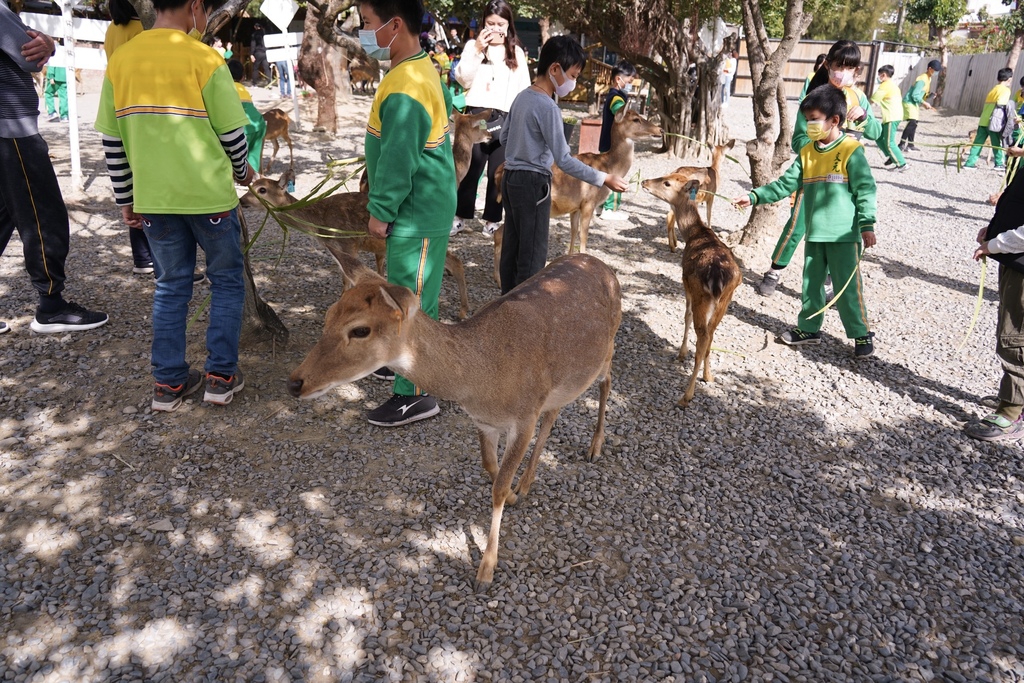 【 屏東親子景點】鹿境梅花鹿生態園區，墾丁小奈良， 超萌梅花鹿餵食互動！屏東墾丁必遊景點。 @瑪姬幸福過日子