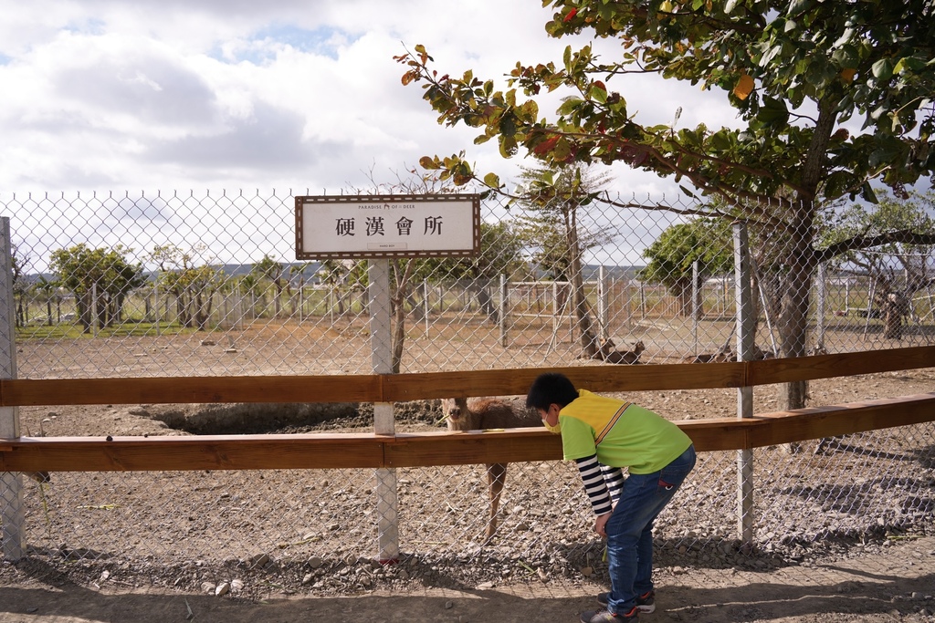 【 屏東親子景點】鹿境梅花鹿生態園區，墾丁小奈良， 超萌梅花鹿餵食互動！屏東墾丁必遊景點。 @瑪姬幸福過日子