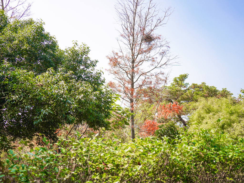 屏東阿信巧克力農場，與梅花鹿互動還有超美落羽松，親子巧克力DIY， 可可森林生態導覽！ @瑪姬幸福過日子