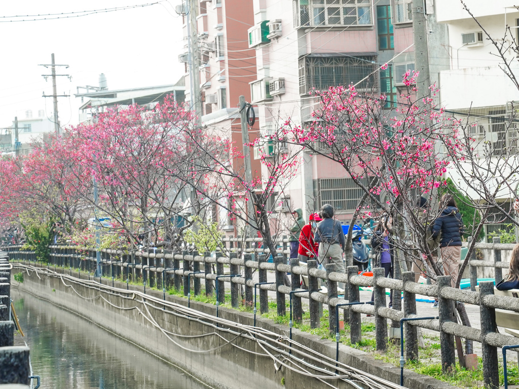 【新竹櫻花景點】 新竹隱藏版櫻花巷，新竹東南街汀甫圳櫻花步道，一秒到日本，粉紅櫻花IG打卡點！ @瑪姬幸福過日子