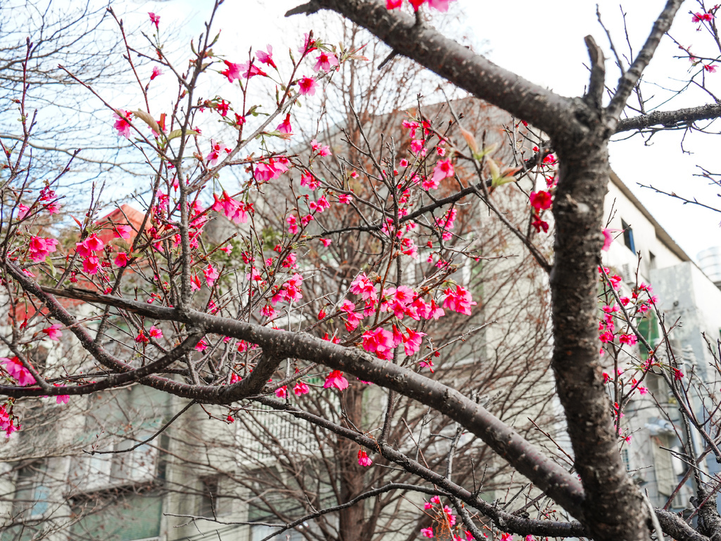 【新竹櫻花景點】 新竹隱藏版櫻花巷，新竹東南街汀甫圳櫻花步道，一秒到日本，粉紅櫻花IG打卡點！ @瑪姬幸福過日子