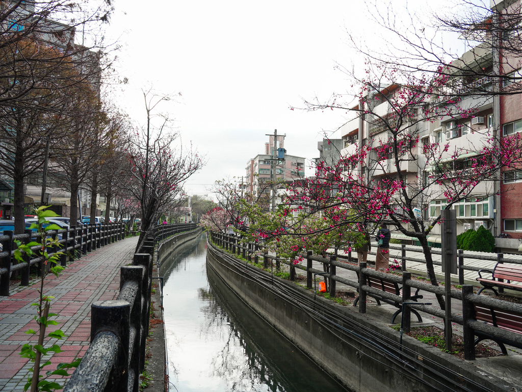 【新竹櫻花景點】 新竹隱藏版櫻花巷，新竹東南街汀甫圳櫻花步道，一秒到日本，粉紅櫻花IG打卡點！ @瑪姬幸福過日子