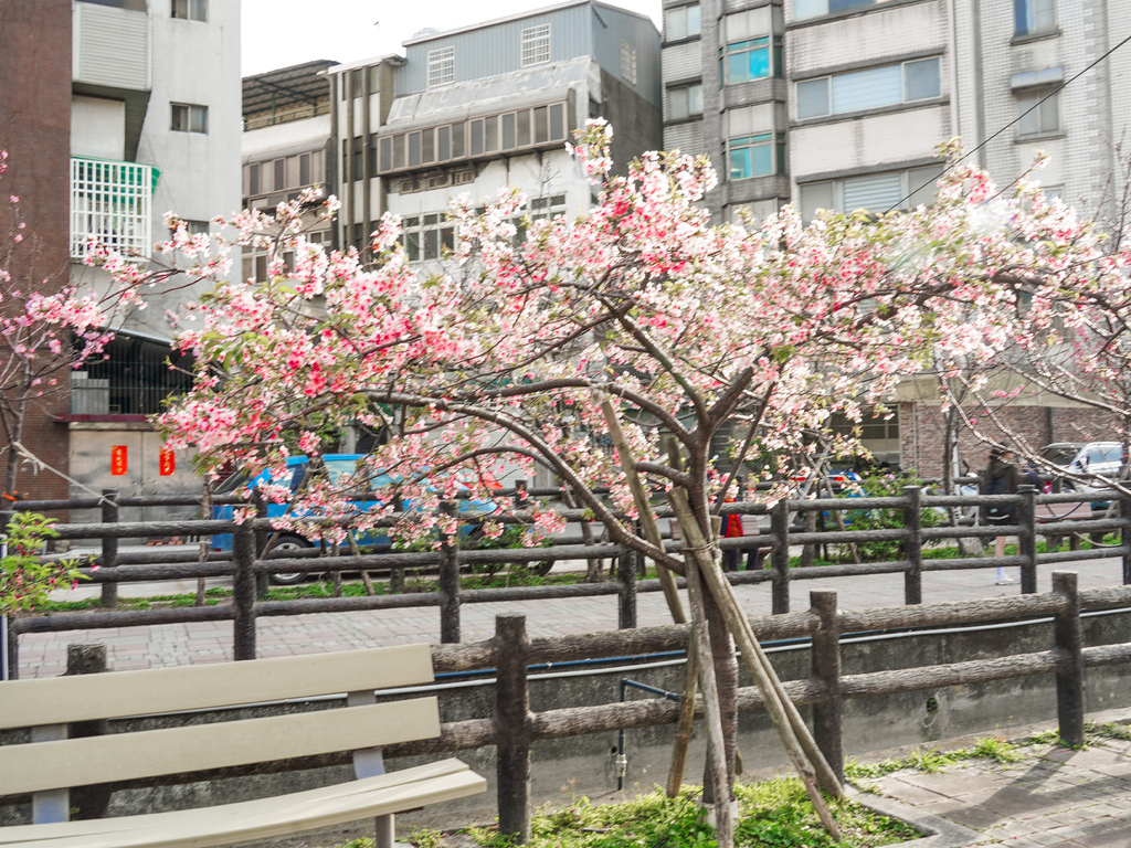 【新竹櫻花景點】 新竹隱藏版櫻花巷，新竹東南街汀甫圳櫻花步道，一秒到日本，粉紅櫻花IG打卡點！ @瑪姬幸福過日子