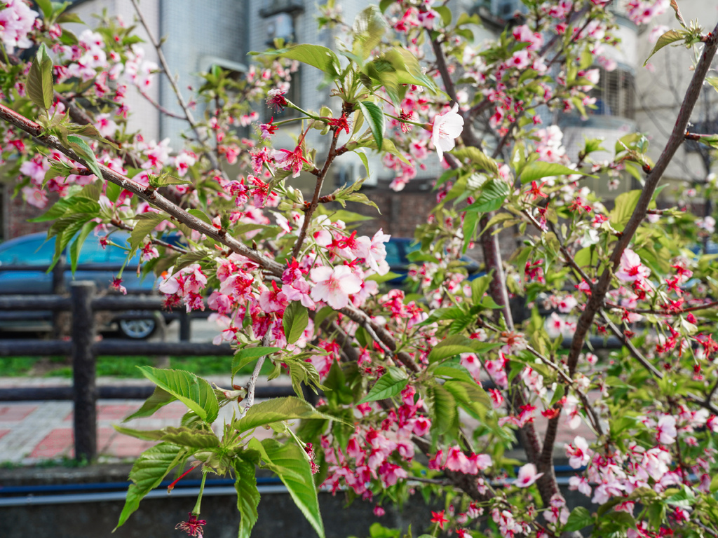 【新竹櫻花景點】 新竹隱藏版櫻花巷，新竹東南街汀甫圳櫻花步道，一秒到日本，粉紅櫻花IG打卡點！ @瑪姬幸福過日子