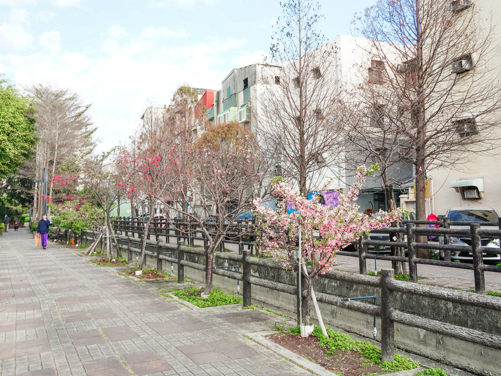 【新竹櫻花景點】 新竹隱藏版櫻花巷，新竹東南街汀甫圳櫻花步道，一秒到日本，粉紅櫻花IG打卡點！ @瑪姬幸福過日子