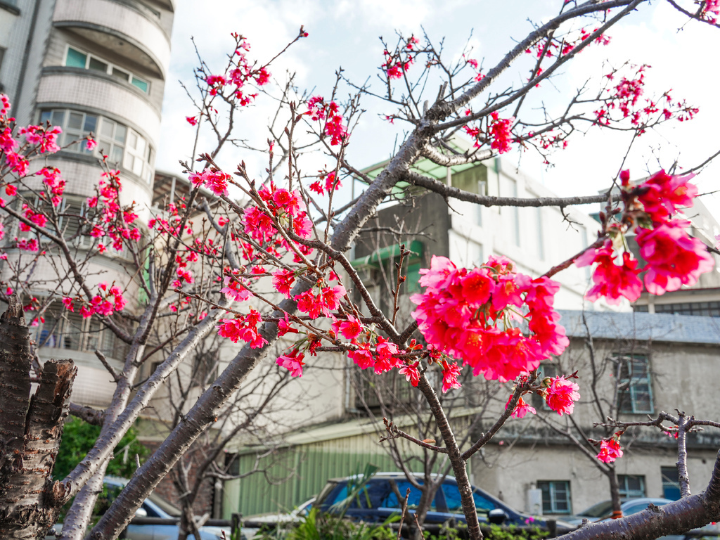 【新竹櫻花景點】 新竹隱藏版櫻花巷，新竹東南街汀甫圳櫻花步道，一秒到日本，粉紅櫻花IG打卡點！ @瑪姬幸福過日子