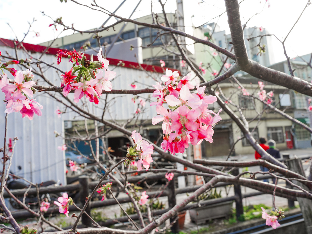 【新竹櫻花景點】 新竹隱藏版櫻花巷，新竹東南街汀甫圳櫻花步道，一秒到日本，粉紅櫻花IG打卡點！ @瑪姬幸福過日子