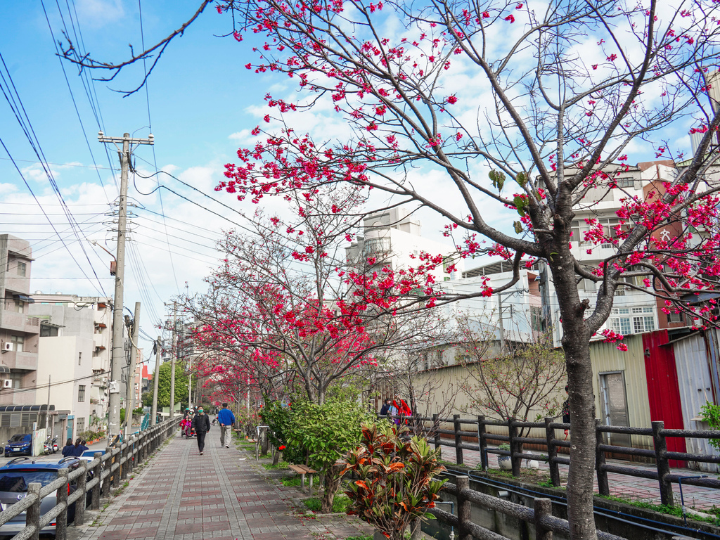 【新竹櫻花景點】 新竹隱藏版櫻花巷，新竹東南街汀甫圳櫻花步道，一秒到日本，粉紅櫻花IG打卡點！ @瑪姬幸福過日子