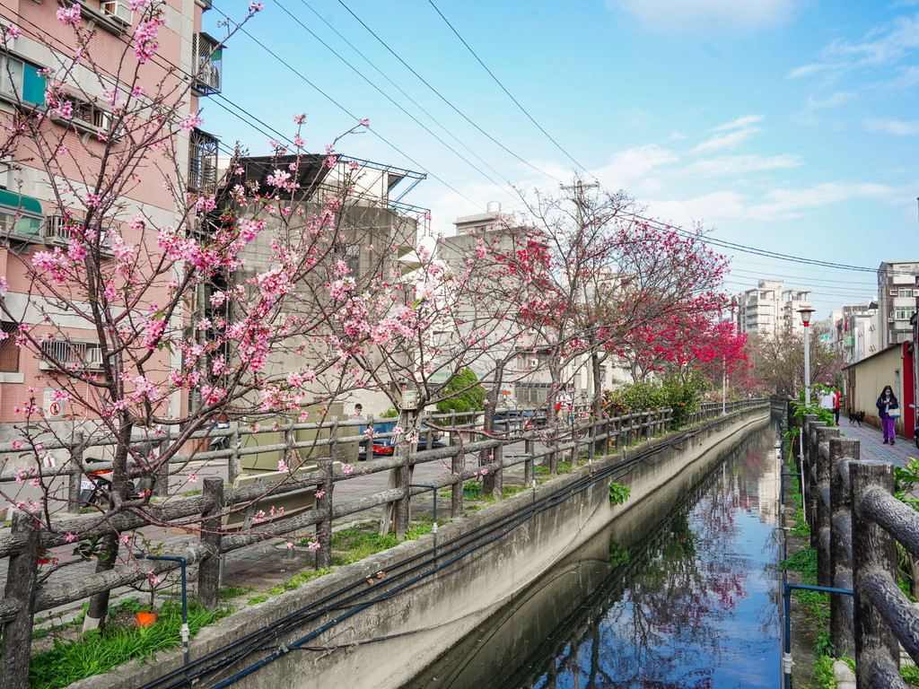 【新竹櫻花景點】 新竹隱藏版櫻花巷，新竹東南街汀甫圳櫻花步道，一秒到日本，粉紅櫻花IG打卡點！ @瑪姬幸福過日子