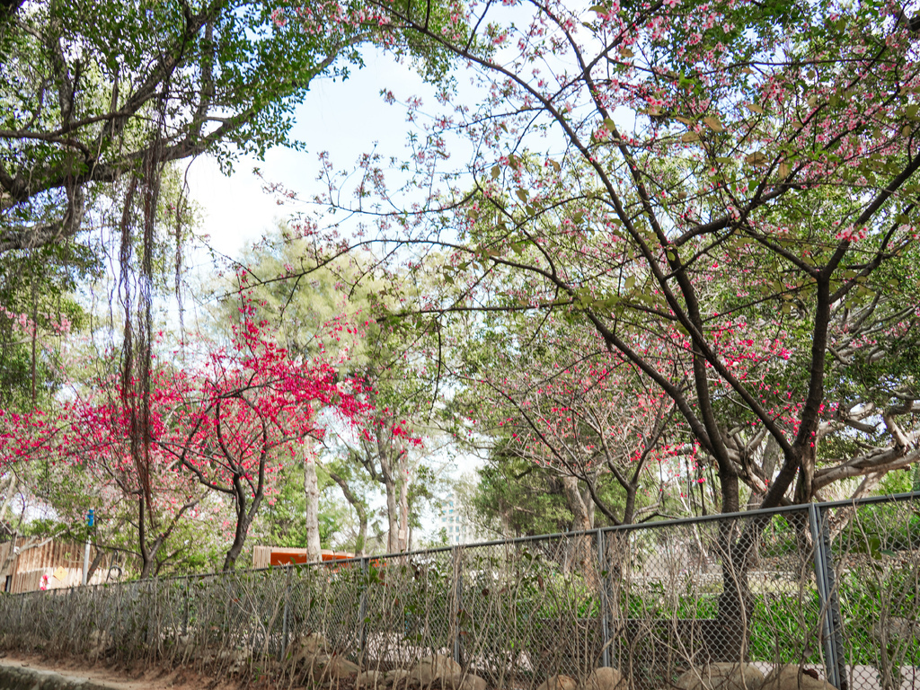 【新竹櫻花景點】 新竹隱藏版櫻花巷，新竹東南街汀甫圳櫻花步道，一秒到日本，粉紅櫻花IG打卡點！ @瑪姬幸福過日子