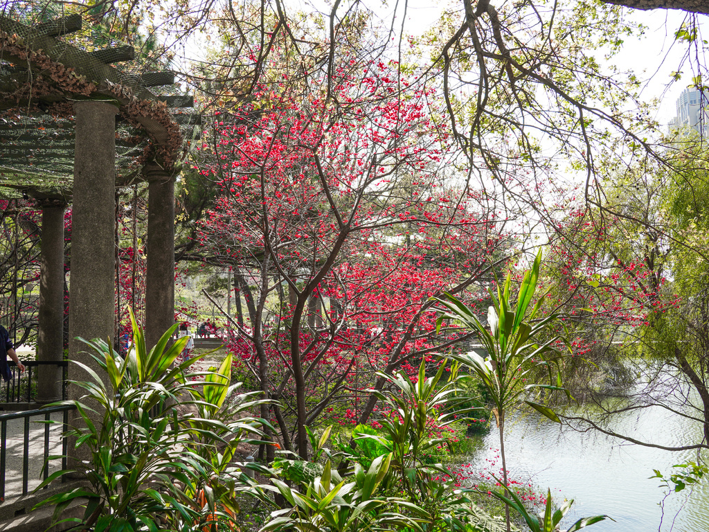 新竹賞櫻景點｜新竹公園櫻花850顆爆炸美，三大賞櫻必拍點，讓你一秒到日本！！！ @瑪姬幸福過日子