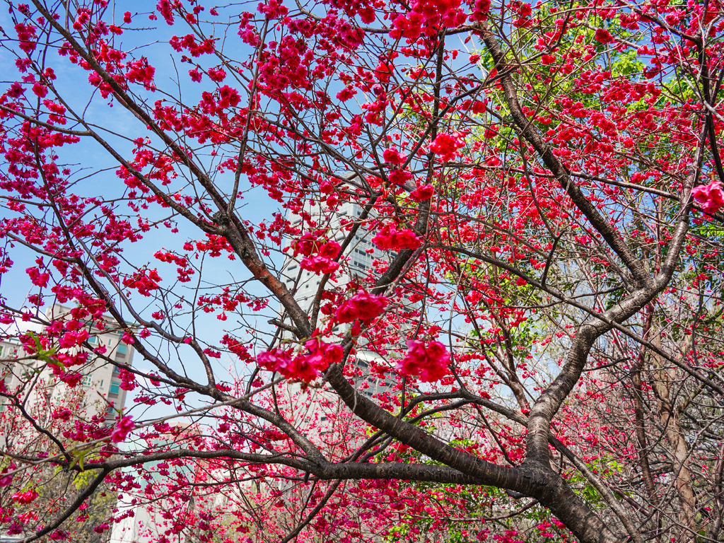 新竹賞櫻景點｜新竹公園櫻花850顆爆炸美，三大賞櫻必拍點，讓你一秒到日本！！！ @瑪姬幸福過日子