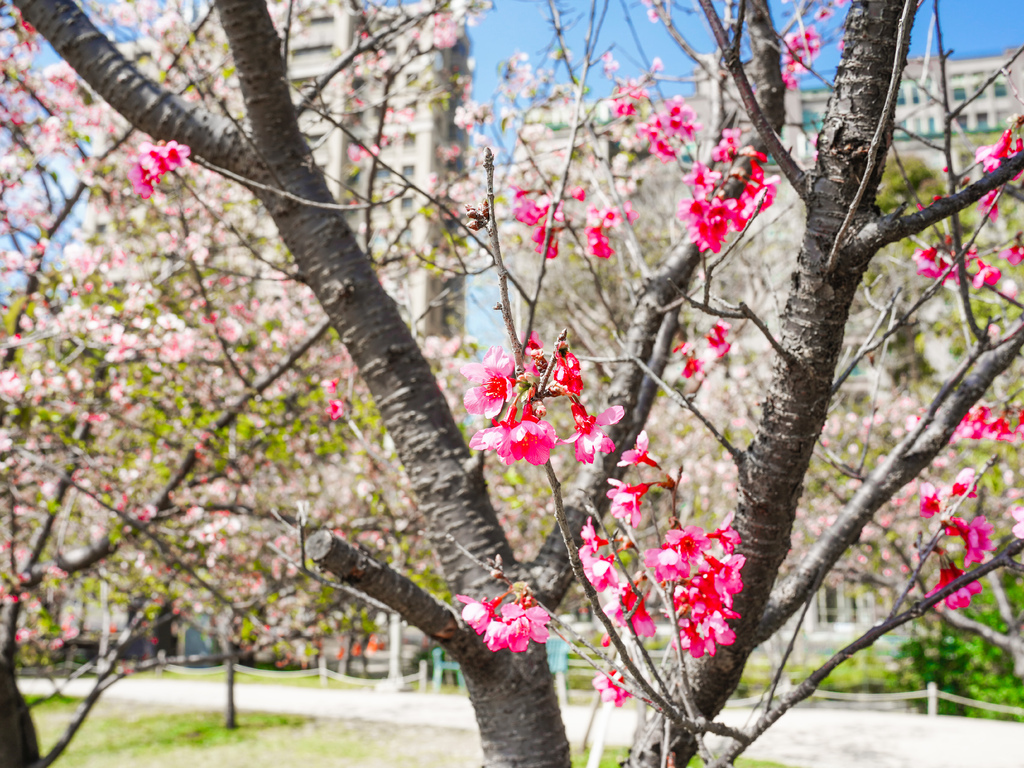 新竹賞櫻景點｜新竹公園櫻花850顆爆炸美，三大賞櫻必拍點，讓你一秒到日本！！！ @瑪姬幸福過日子